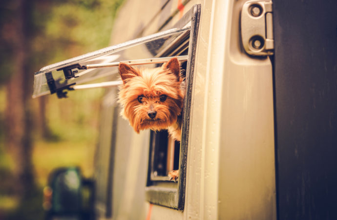 Travel Advice: Need to Leave Your Pets Alone in Your RV?