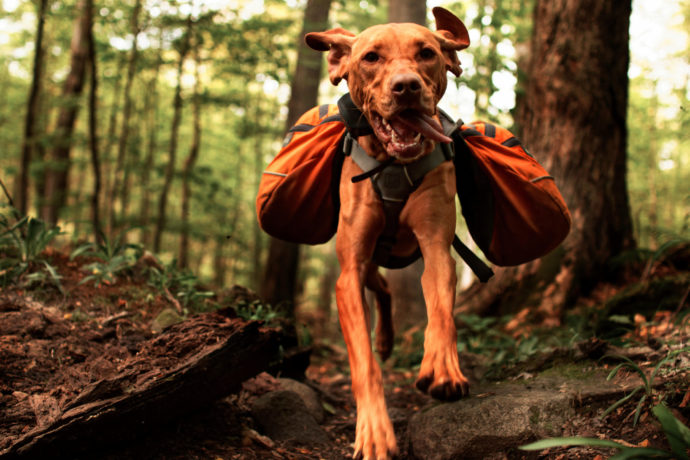 Tips for Hiking with Your Dog